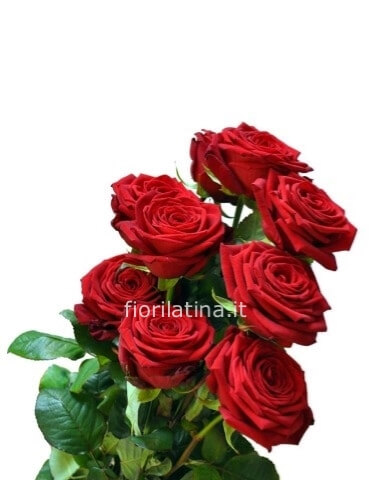 Rose rosse a stelo extra cm. 80
