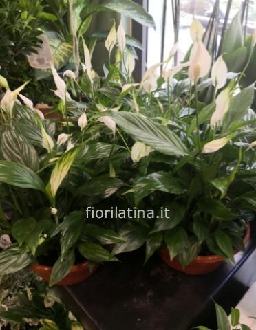 Pianta di Spathifillum