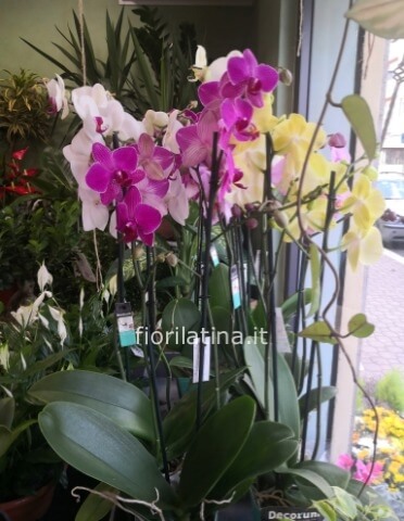 Pianta di phaleonopsis Decorum extra a 2 steli e vaso in ceramica