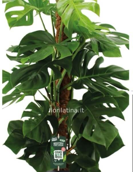 Philodendrum mostera 