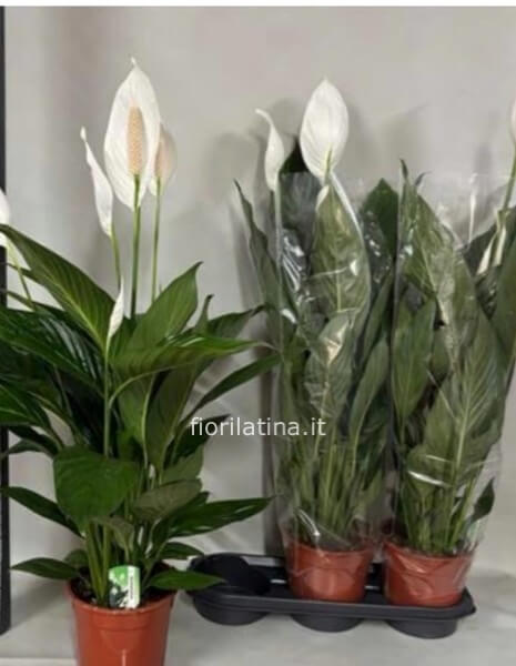 Spathifilium in vaso ceramica