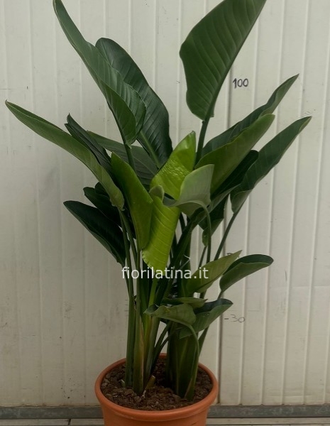 Strelitzia vaso 24