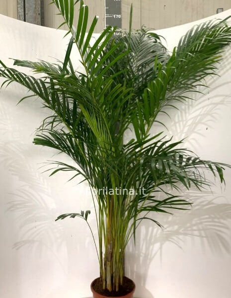 Areca vaso 28