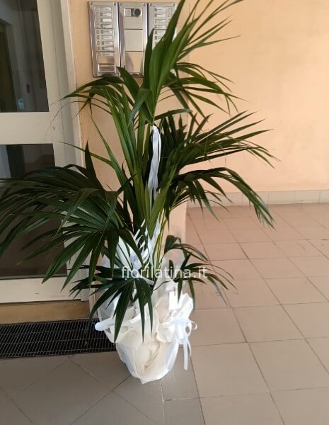 Kentia vaso