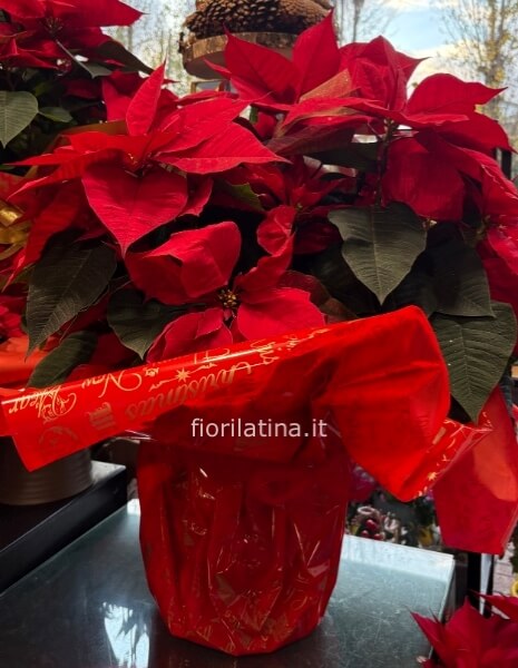 Pianta di Stella di Natale (Euphorbia pulcherrima)