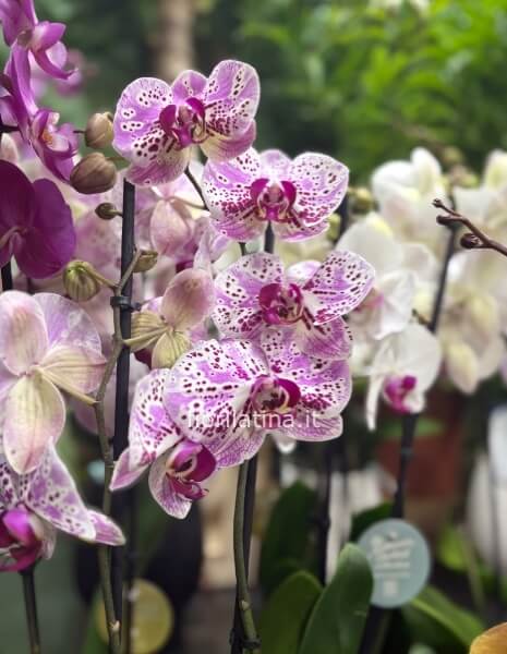 Orchidea Phalaenopsis confezionata con vaso